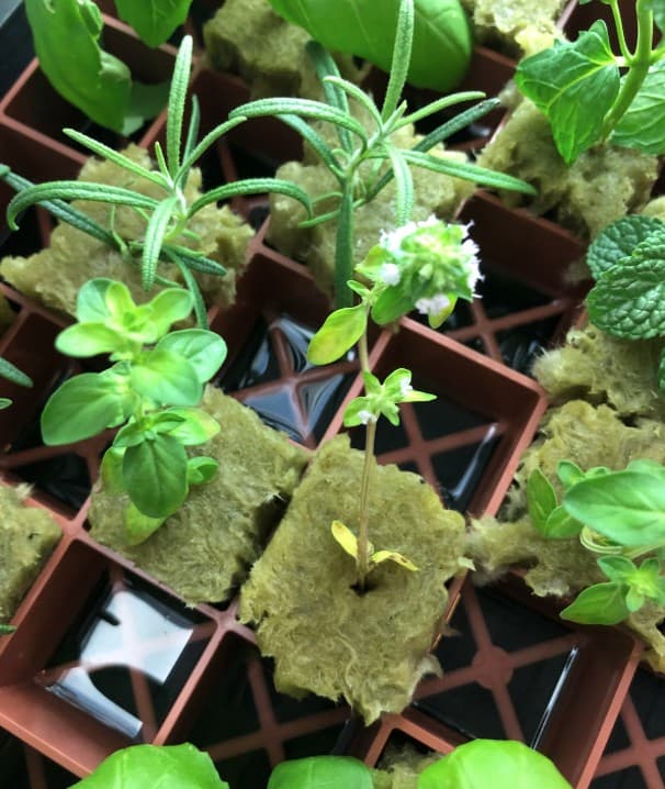 Figure 1. Herb clones growing in a simple Kratky hydroponics system.